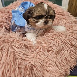Claire - Tricolor female Shih Tzu puppy in Kings Mountain, North Carolina from NC Shih Tzus by Tammy
