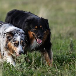 Australian Shepherds from Eventide Australian Shepherds