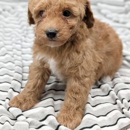 Fred - Red male Cavapoo puppy in Salem, New Jersey from Dreamy Night Doodles