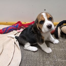 Yellow - Black tan and white female Beagle puppy in Vallejo, California from Tailwindfarm