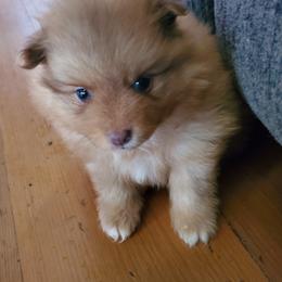 Companion Cross, Pomeranian, and Sheepadoodle Puppies from Fluffy Wonders Poms and Doodles