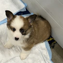 Rolo - Sable male Pembroke Welsh Corgi puppy in Atascadero, California from California Corgis and Kunes