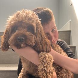 Ginger - Cavapoo