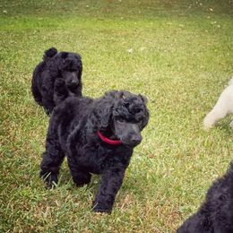 Poodle Puppies from Anolani Standard Poodles