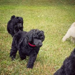 Poodle Puppies from Anolani Standard Poodles