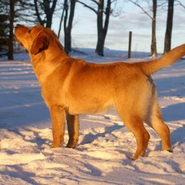 Labrador Retriever All Grown Up from Brookeridge Labs