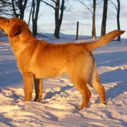 Labrador Retriever All Grown Up from Brookeridge Labs