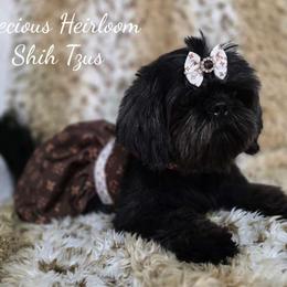 Dahlia - Shih Tzu