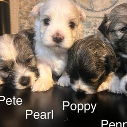 Havanese from Honey-Bee Home Havanese