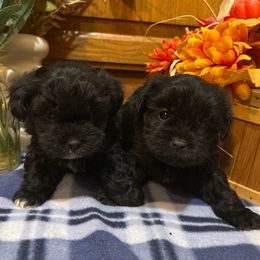 Wiffles - Black male Shihpoo puppy in Grant County, Indiana from On The Sunny Side Pavey Farms