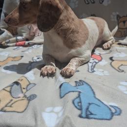 Kiara - Dachshund