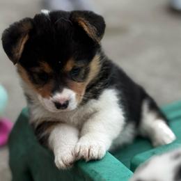 Peyton - Black and tan female Pembroke Welsh Corgi puppy in Nortonville, Kansas from Low Riders Corgis & Mini Aussies