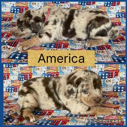 America - Red merle female Catahoula Leopard Dog puppy in Forbes, Minnesota from North Country Catahoulas