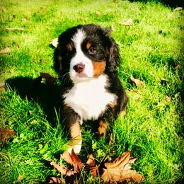 Bernese Mountain Dog Puppies from Black Forest Bernese