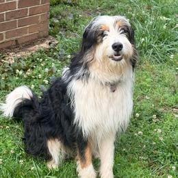 Dolly Ann - Bernedoodle