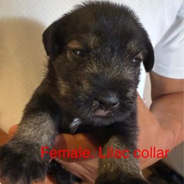 Lilac collar - Pepper and salt female Standard Schnauzer puppy in Hickory Creek, Texas from Dragos Kennel