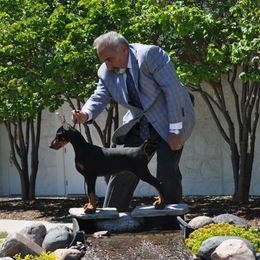 Doberman Pinscher Puppies from Laurel Vail
