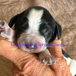 6 - Black white and tan female English Springer Spaniel puppy in Cheyenne, Wyoming from Rocky Mountain Springer Spaniels