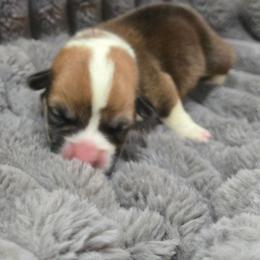 Black Collar Male - Red male Pembroke Welsh Corgi puppy in Tenino, Washington from LoneStar Corgis NW