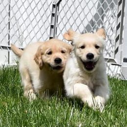 Golden Retrievers from Flickering Fire Goldens