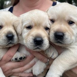 Labrador Retrievers from Sacandaga Labrador Retrievers