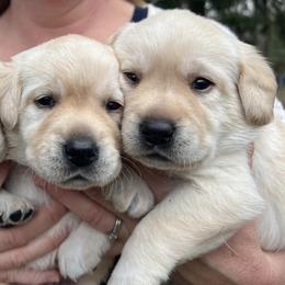Labrador Retrievers from Sacandaga Labrador Retrievers