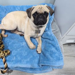 Pug All Grown Up from Immaculate Pugs