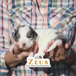 Zeus - Blue merle and white male Sheepadoodle puppy in Cleveland, Tennessee from Narrow Path Old English & Sheepadoodles