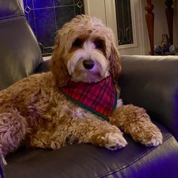 Susannah - Australian Labradoodle