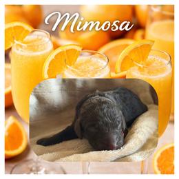 Girl - Brown female Poodle puppy in Troy, Alabama from Redmond Rose Kennel