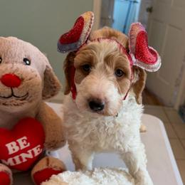 Snickers - Parti male Goldendoodle puppy in Pensacola, Florida from Goldendoodles Love You in Pensacola Friend Edition