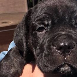 Cane Corso from Banner Mountain Cane Corso