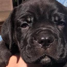 Cane Corso from Banner Mountain Cane Corso
