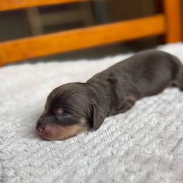 Cortado - Chocolate and cream male Dachshund puppy in Greenfield Center, New York from Ridgeview Springers & Dachshunds