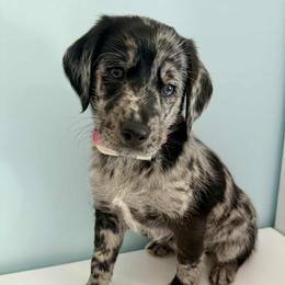 Aussiedoodle and Labradoodle Puppies from Doodles on Duty