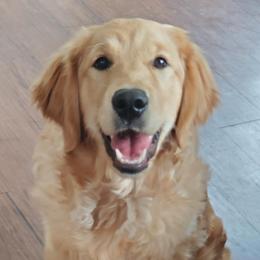 Judie - Golden Retriever