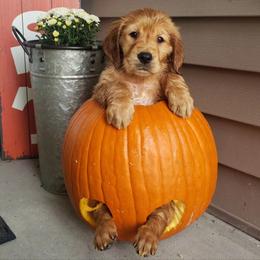 Golden Retriever puppies from Paisley's Golden Pups