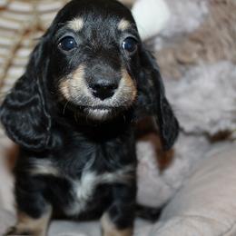 Boy 1 - Black and tan male Dachshund puppy in Craig, Colorado from Rocky Mountain Shih Tzus and Dry Creek Miniature Dachshunds