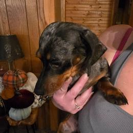 Dottie - Dapple female Dachshund puppy in Wheatfield, Indiana from Wines Wienery