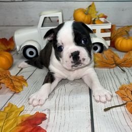 Boston Terrier Puppies from AC DC Boston Terrier’s