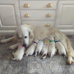 Female 4 - Light golden female Golden Retriever puppy in Roseburg, Oregon from Unbound Goldens