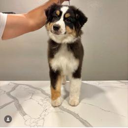 Kali - Black tri-color female Australian Shepherd puppy in Lakewood, California from Cloud Nine Kennel