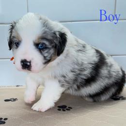 Orange collar - Blue merle male Miniature Australian Shepherd puppy in Brooker, Florida from Triple Branch Aussies