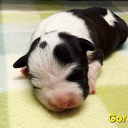 Gordon - Black male American Staffordshire Terrier puppy in Clintwood, Virginia from SkyBlue Kennel