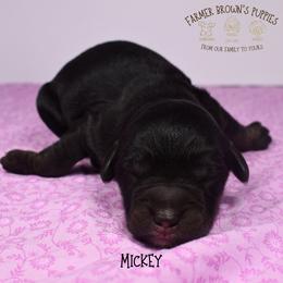 Mickey - Black and tan male Schnoodle puppy in Sedalia, Missouri from Farmer Brown's Puppies