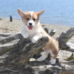 Apollo - Red male Pembroke Welsh Corgi puppy in Gig Harbor, Washington from Pacific Northwest Pembroke Welsh Corgis