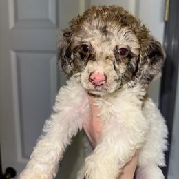 Sneezy - Parti female Poodle puppy in Anniston, Alabama from All Hale Aussies