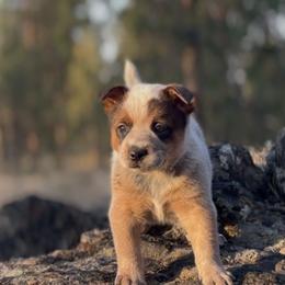 Dark Masked Male - Red speckled male Australian Cattle Dog puppy in Edwall, Washington from Firecreek Farm & Designs