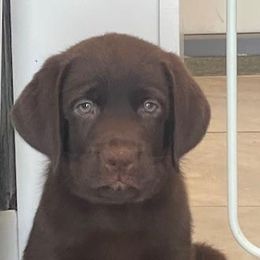 Girl 2 - female Labrador Retriever puppy in Hutto, Texas from Texas Bluebonnet Labs