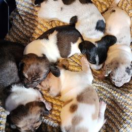 Dachshund puppies from Haus of Wiener Schnitzel
